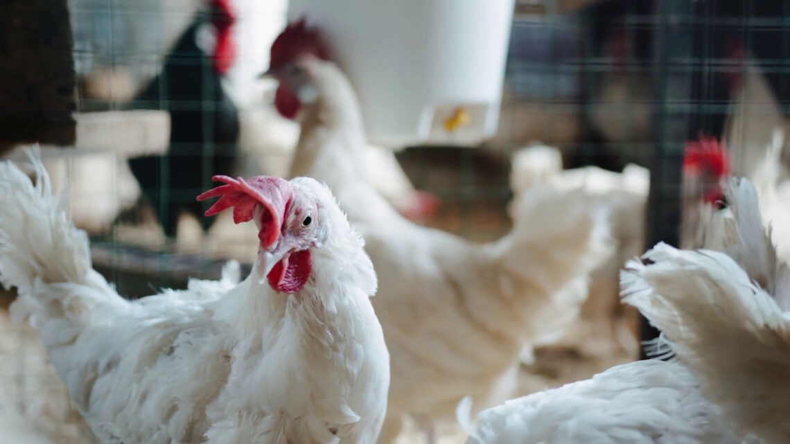 Aviaria, la FAO lancia un allarme per rafforzare la sicurezza Aviaria, la FAO lancia un allarme per rafforzare la sicurezza