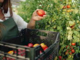 L’agroalimentare traina l’economia italiana