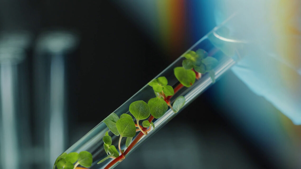 Le microplastiche penetrano con facilità nelle foglie Le microplastiche penetrano con facilità nelle foglie