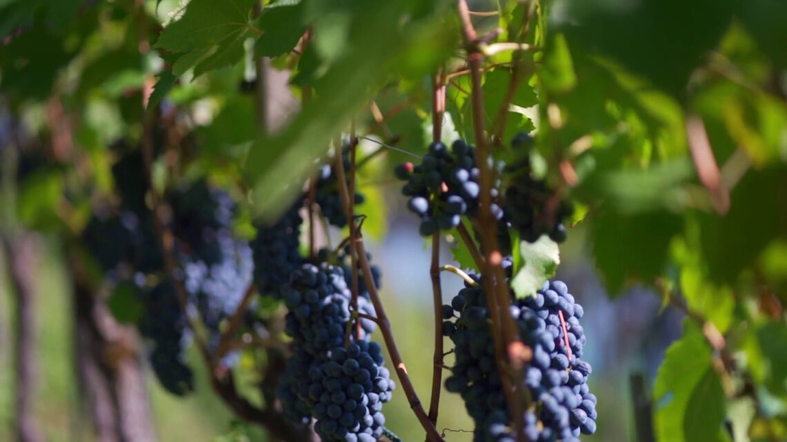 Vino, l’Ue lancia un piano di aiuti per il settore Vino, l’Ue lancia un piano di aiuti per il settore