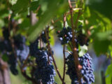 Vino, l’Ue lancia un piano di aiuti per il settore