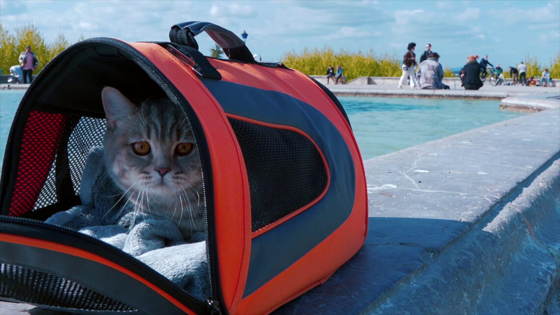Viaggi in aereo, diventa più facile portare gli animali in cabina Viaggi in aereo, diventa più facile portare gli animali in cabina