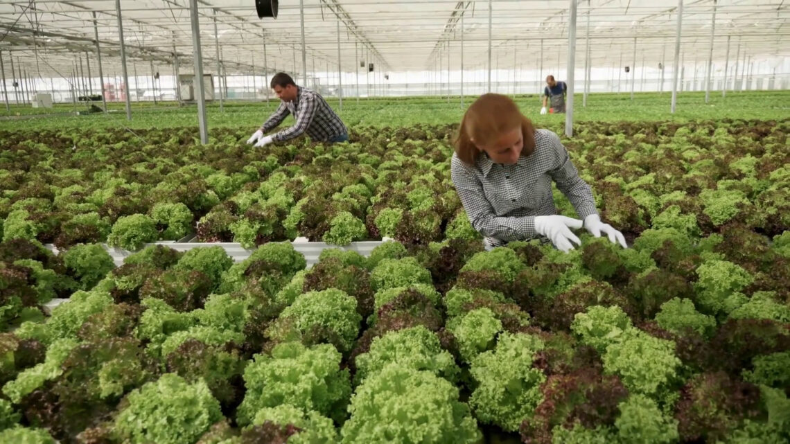 Agroalimentare, performance economica stabile nel IV trimestre 2024 Agroalimentare, performance economica stabile nel IV trimestre 2024
