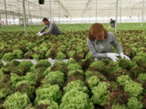 Agroalimentare, performance economica stabile nel IV trimestre 2024