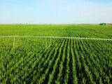 La crisi climatica colpisce i raccolti globali di grano