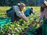 L’Italia scopre l’agroecologia. L’impegno per vivere meglio