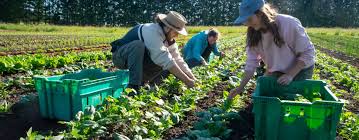 L’Italia scopre l’agroecologia. L’impegno per vivere meglio L’Italia scopre l’agroecologia. L’impegno per vivere meglio