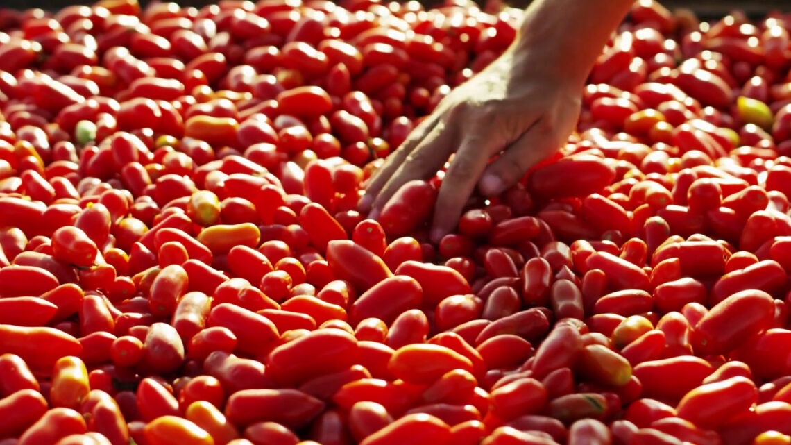 Cresce l’export delle conserve di pomodoro Cresce l’export delle conserve di pomodoro