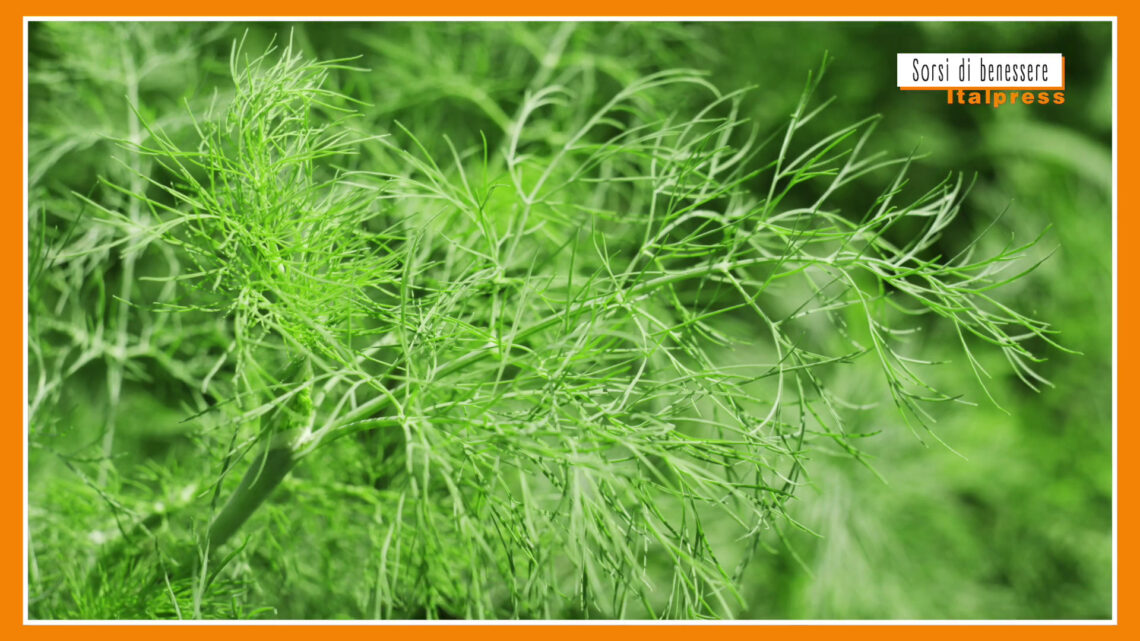 Sorsi di Benessere – Un pesto gustoso e leggero Sorsi di Benessere – Un pesto gustoso e leggero