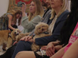 Animali, assegnati i premi Penna d’Oca del Campidoglio