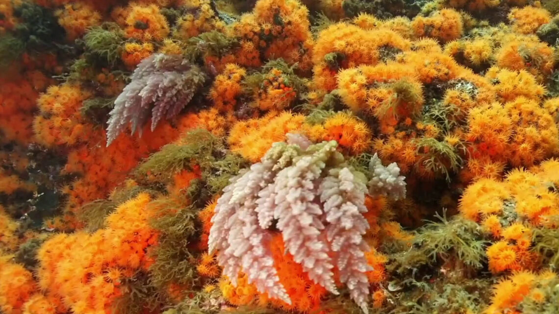 Operazione “GhostNets”, rimosse 3 tonnellate di reti fantasma Operazione “GhostNets”, rimosse 3 tonnellate di reti fantasma