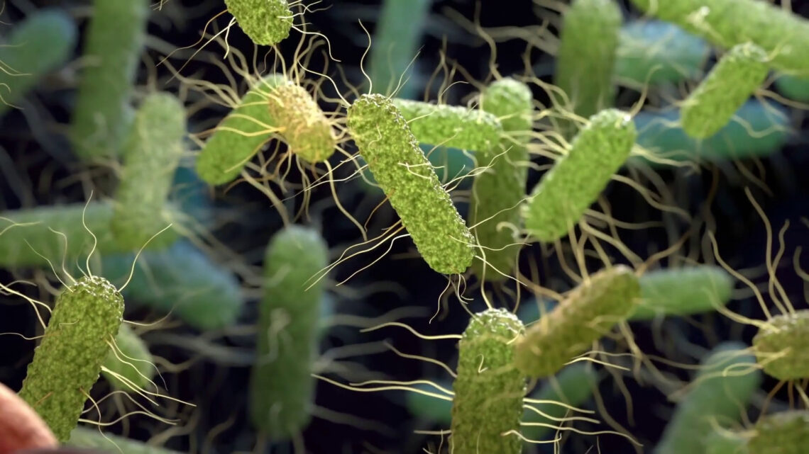 Un batterio intestinale contro obesità e diabete Un batterio intestinale contro obesità e diabete