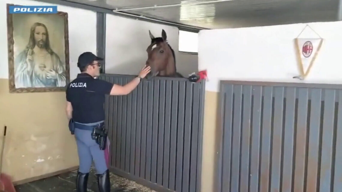 Cavallo in spazi non idonei, a Catania sanzionato gestore stalla Cavallo in spazi non idonei, a Catania sanzionato gestore stalla