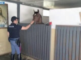 Cavallo in spazi non idonei, a Catania sanzionato gestore stalla