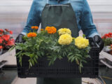 Il mercato UK riapre alle piante ornamentali italiane