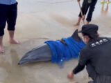 Un delfino spiaggiato salvato nella Cina meridionale